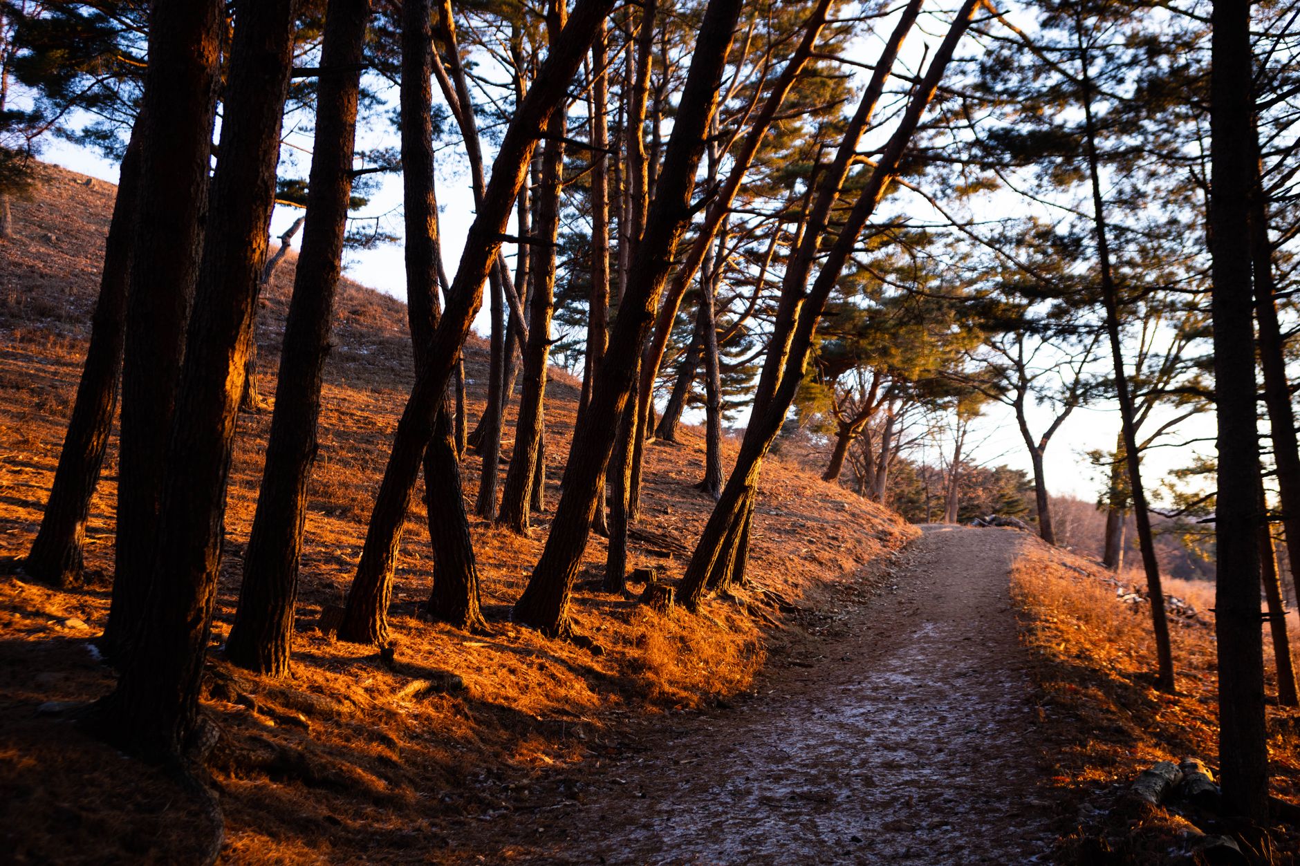 Sunlit forest path winding through pine trees, reflecting the calm, natural wellness at Forest Natural Health